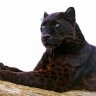 black_cat
